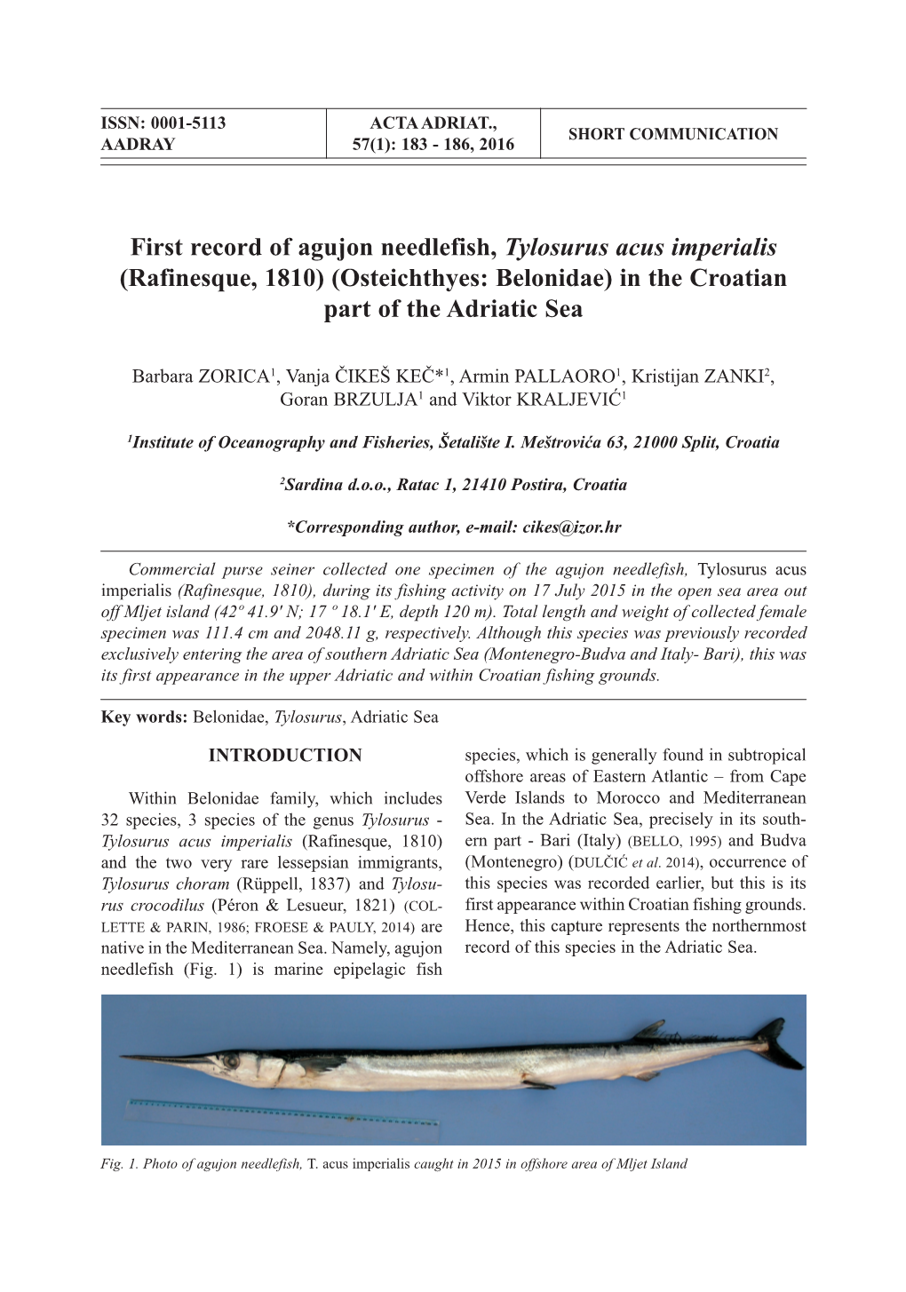 First Record of Agujon Needlefish, Tylosurus Acus Imperialis (Rafinesque, 1810) (Osteichthyes: Belonidae) in the Croatian Part of the Adriatic Sea