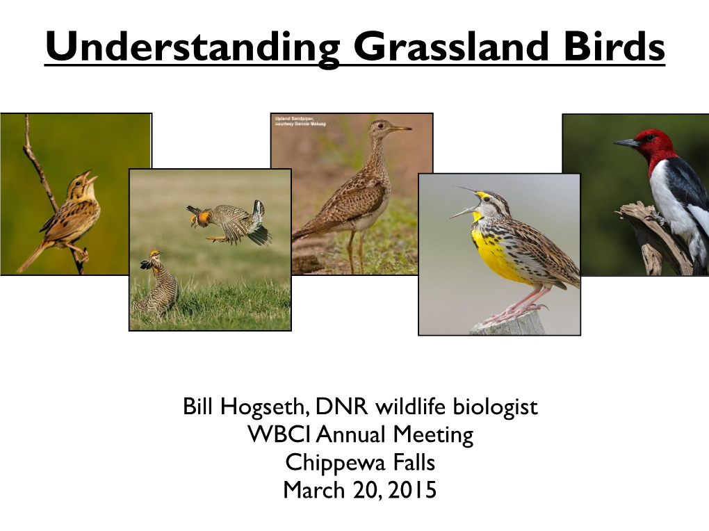 Understanding Grassland Birds