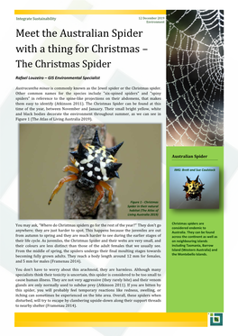 ISPL-Insight-The-Christmas-Spider