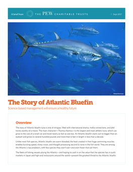 The Story of Atlantic Bluefin Tuna Is One of Intrigue, Filled with International Drama, Mafia Connections, and Plot Twists Worthy of a Movie