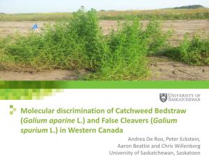 (Galium Aparine L.) and False Cleavers
