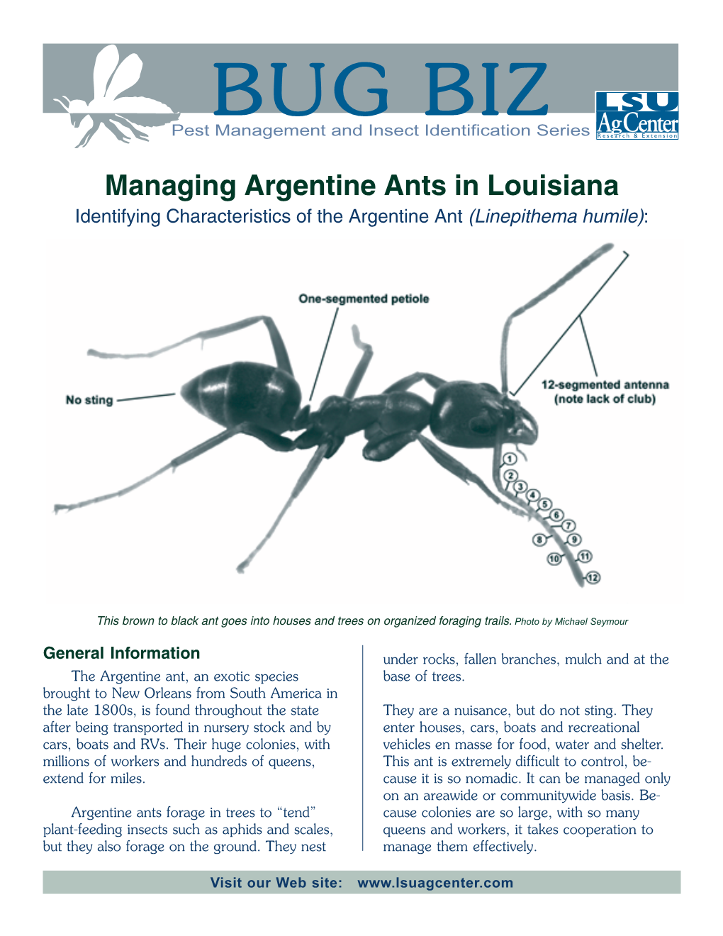 Managing Argentine Ants in Louisiana Identifying Characteristics of the Argentine Ant (Linepithema Humile)