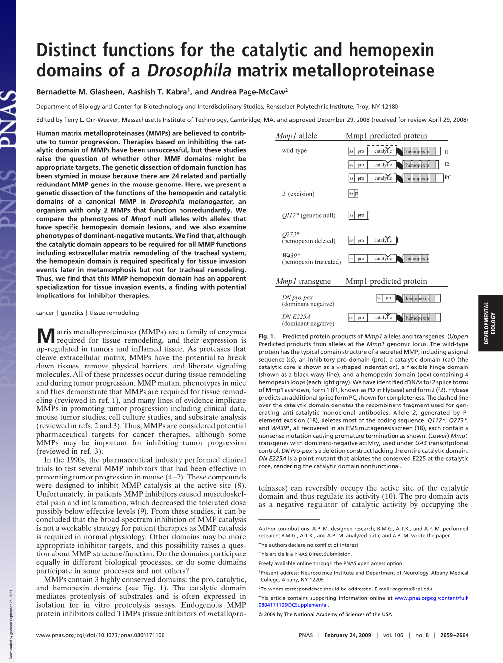 Distinct Functions for the Catalytic and Hemopexin Domains of a Drosophila Matrix Metalloproteinase