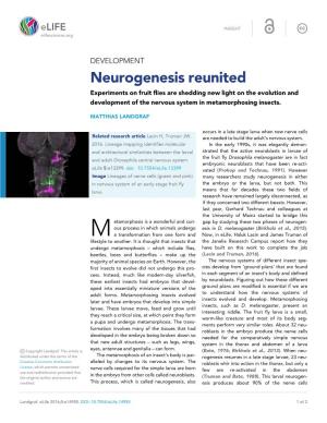 Neurogenesis Reunited Experiments on Fruit Flies Are Shedding New Light on the Evolution and Development of the Nervous System in Metamorphosing Insects