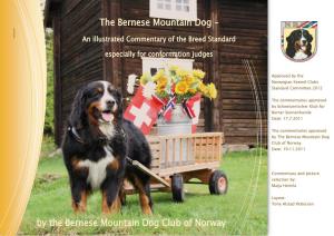 The Bernese Mountain Dog –