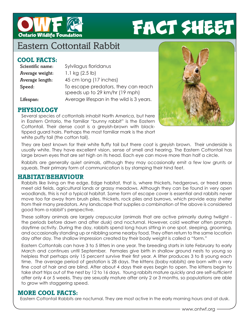 Eastern Cottontail Rabbit