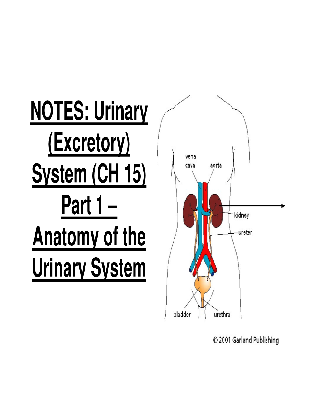 NOTES: Urinary (Excretory) System (CH 15) Part 1 – Anatomy of the Urinary System Urinary (Excretory) System…