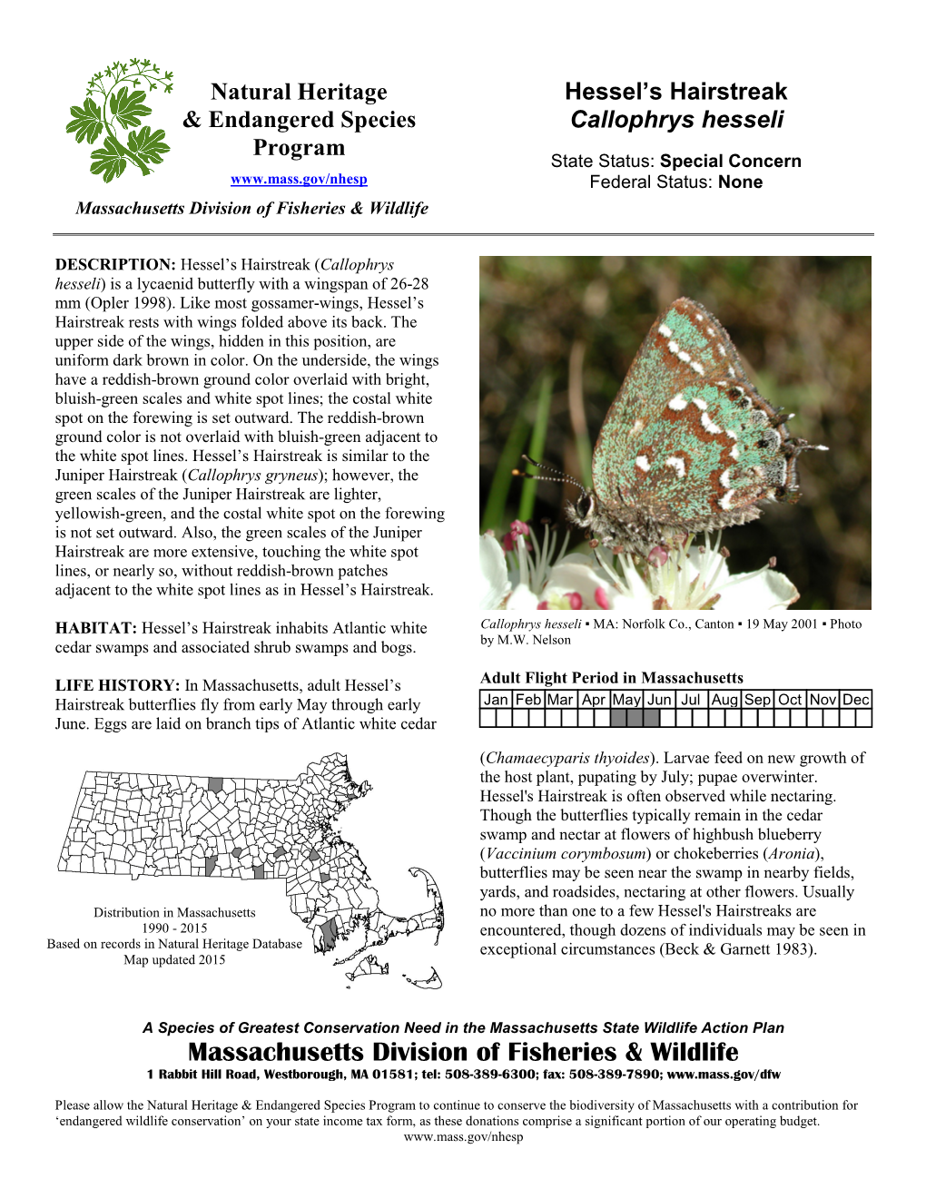 Hessel's Hairstreak Is Often Observed While Nectaring