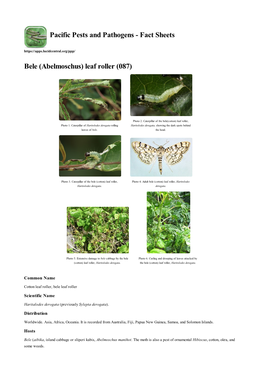 Abelmoschus) Leaf Roller (087