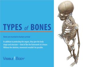 The Types of Bones Ebook