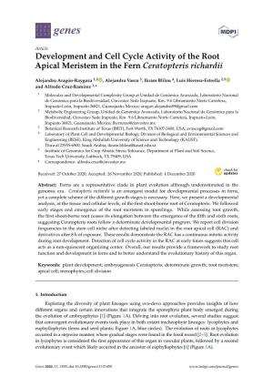 Development and Cell Cycle Activity of the Root Apical Meristem in the Fern Ceratopteris Richardii
