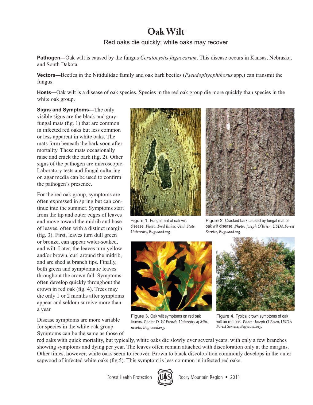 Signs and Symptoms of Oak Wilt