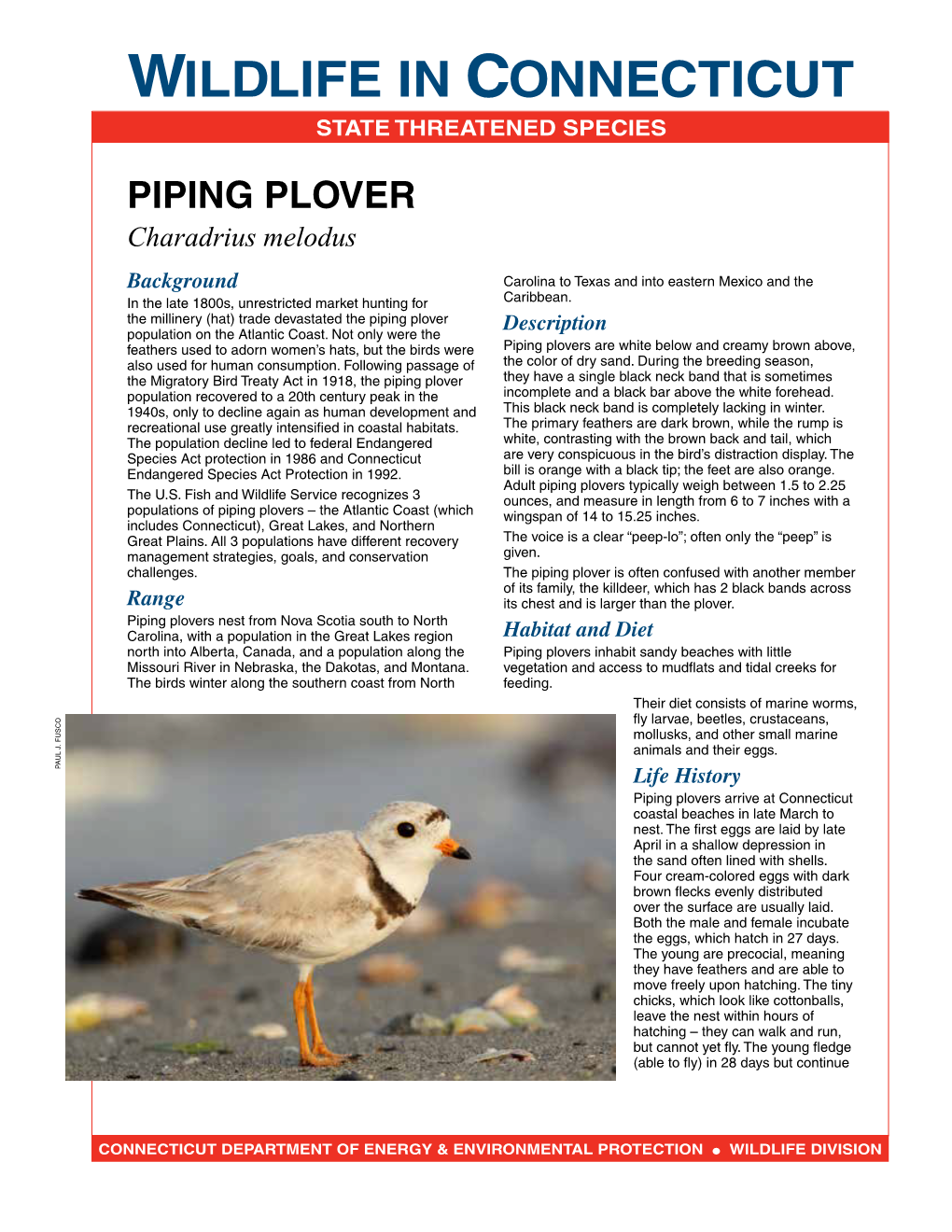 Piping Plover Fact Sheet