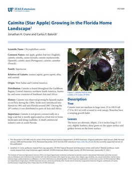 Caimito (Star Apple) Growing in the Florida Home Landscape1 Jonathan H
