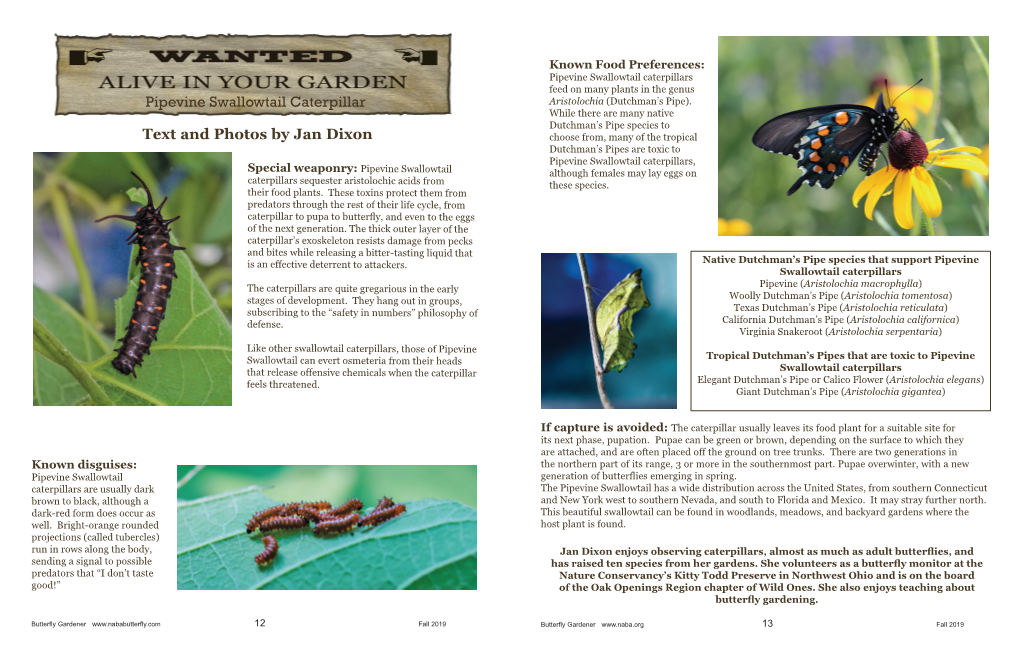 Pipevine Swallowtail Caterpillar Text and Photos by Jan Dixon