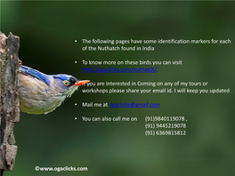 • the Following Pages Have Some Identification Markers for Each of the Nuthatch Found in India • to Know More on These Birds