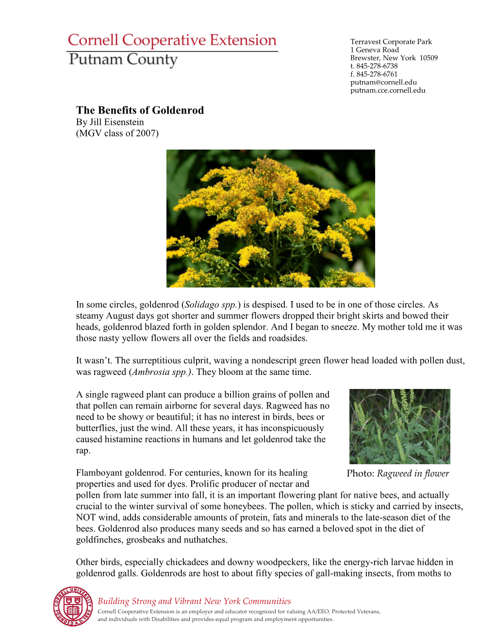The Benefits of Goldenrod by Jill Eisenstein (MGV Class of 2007)