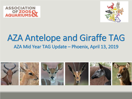 Antelope and Giraffe TAG AZA Mid Year TAG Update – Phoenix, April 13, 2019 Antelope and Giraffe TAG Leadership