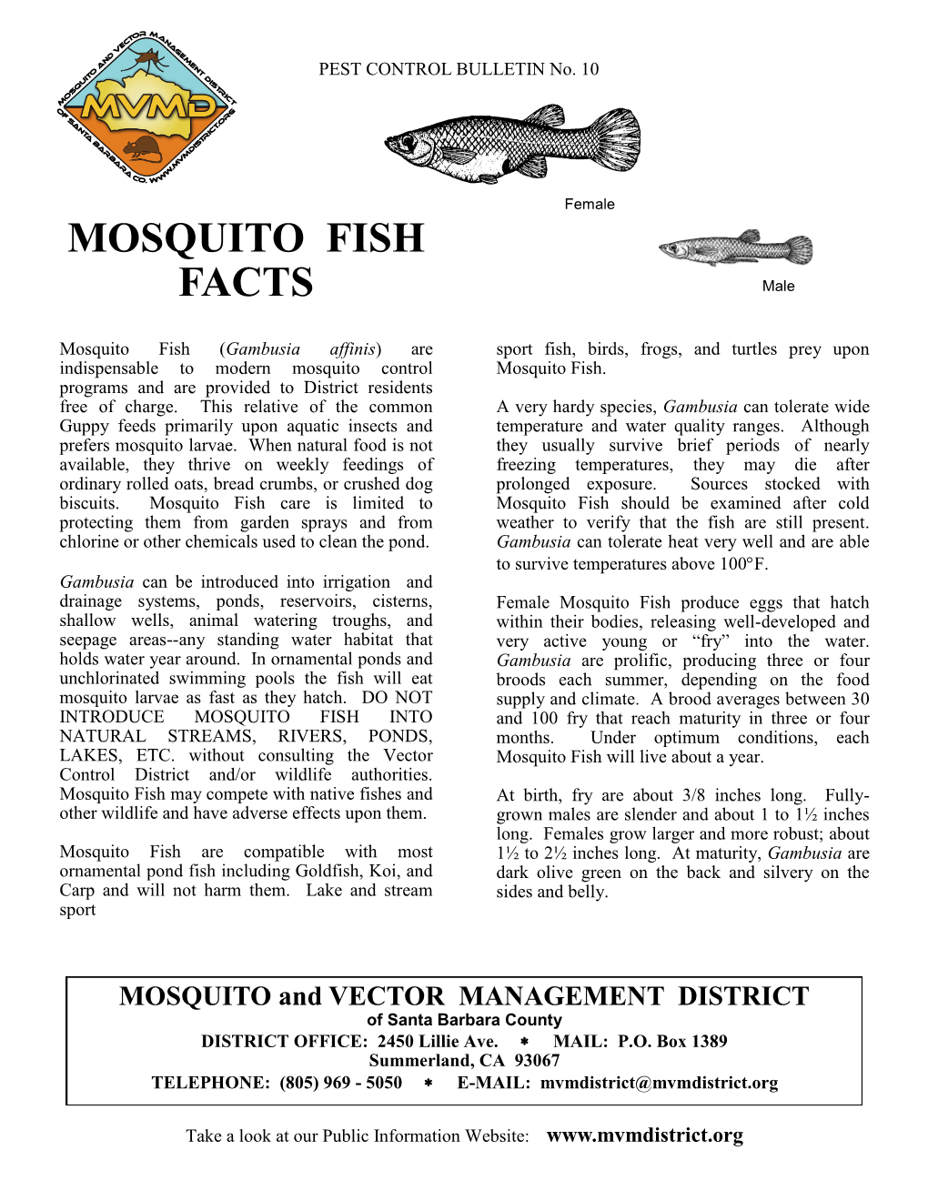 MOSQUITO FISH FACTS Male