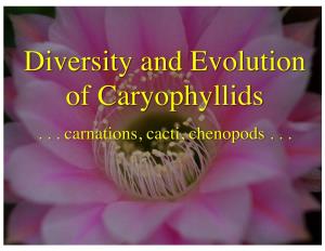 Carnations, Cacti, Chenopods