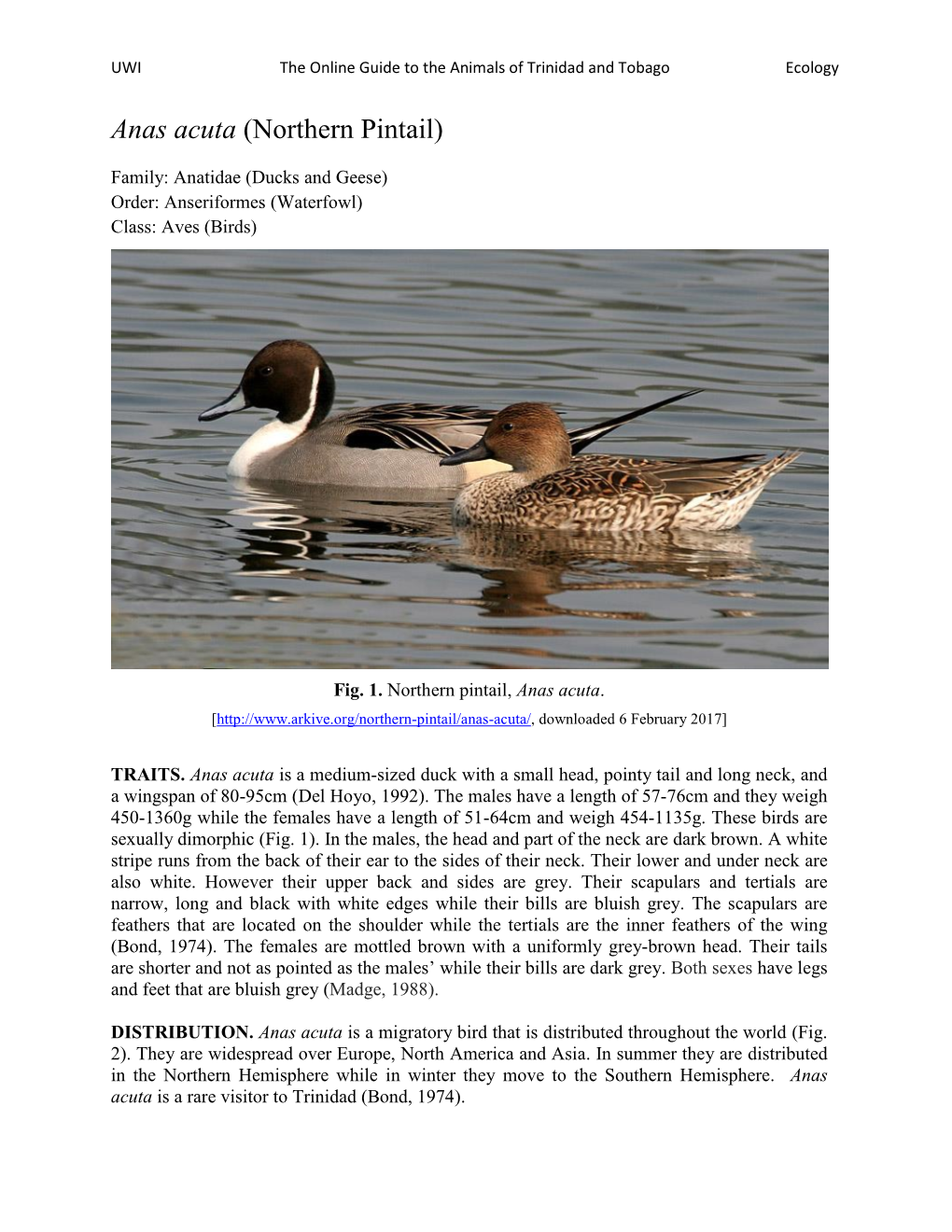 Anas Acuta (Northern Pintail)