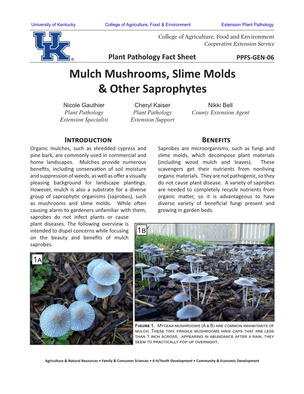 Mulch Mushrooms, Slime Molds & Other Saprophytes