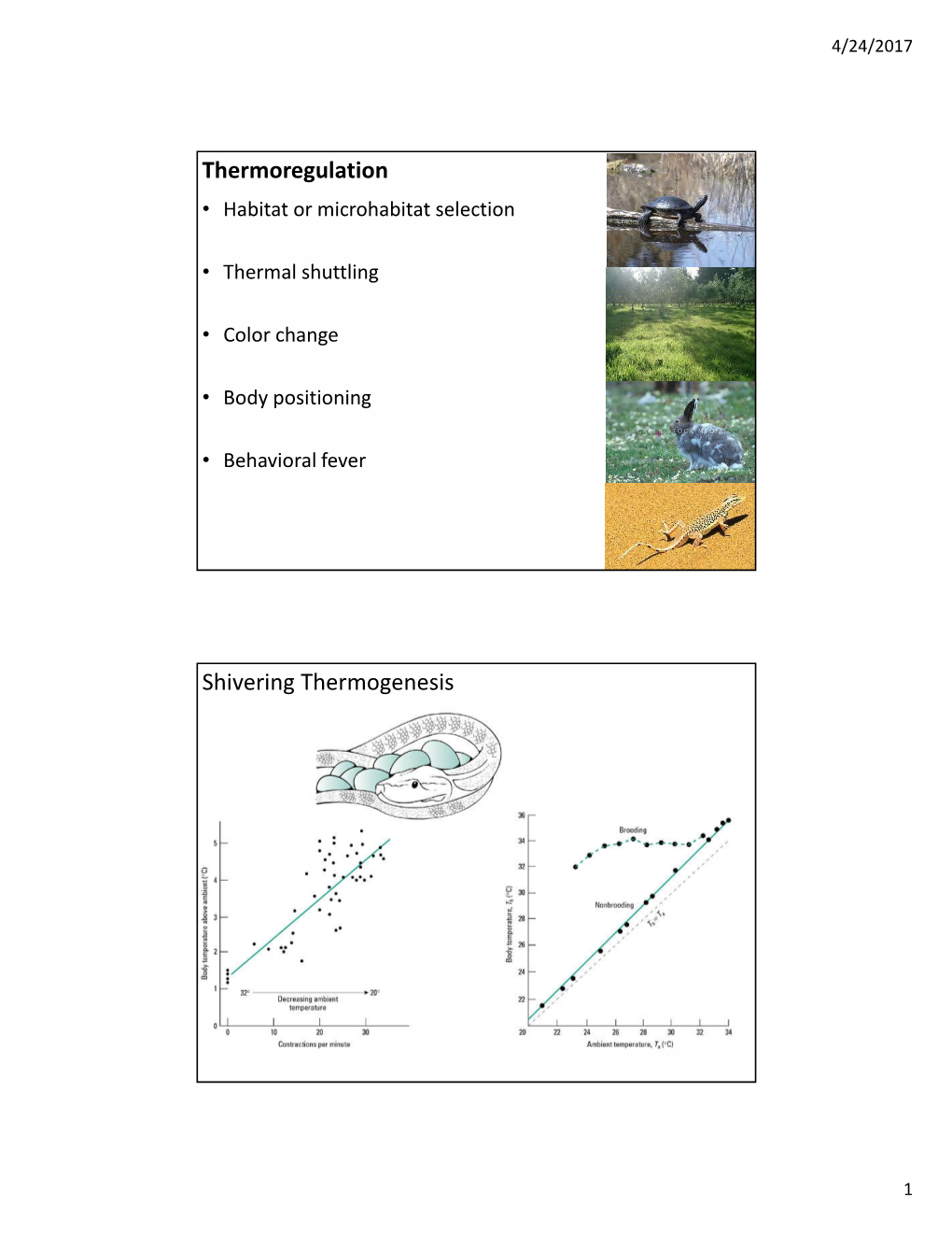 Thermoregulation Shivering Thermogenesis