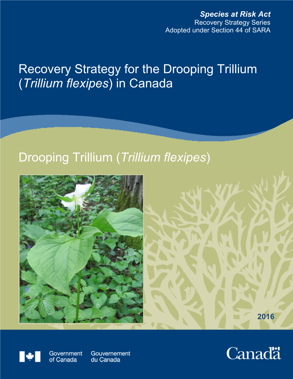 Drooping Trillium (Trillium Flexipes) in Canada