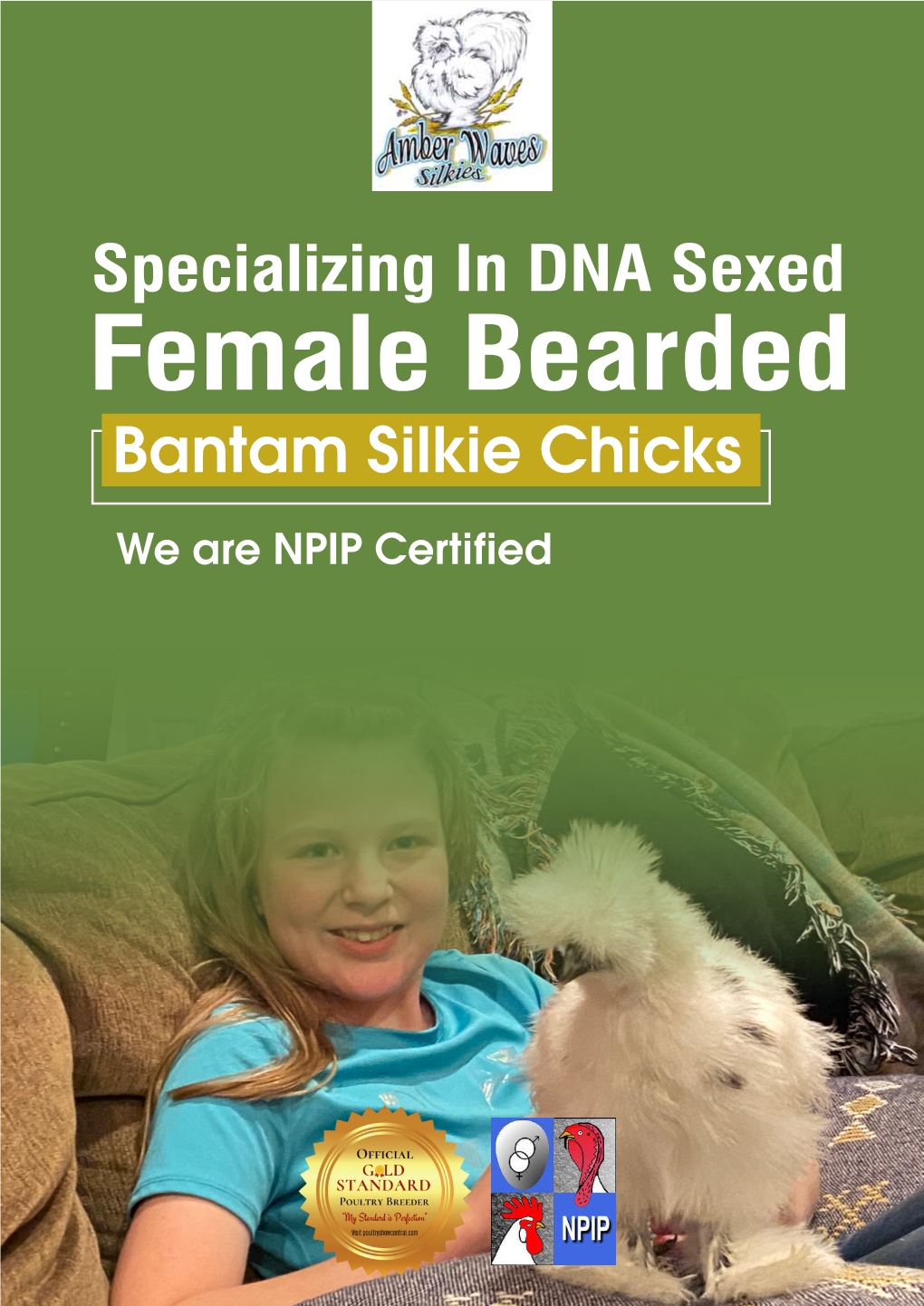 Specializing in DNA Sexed Female Bearded Bantam Silkie Chicks We Are NPIP Certified SILKIE CHICKENS MAKE GREAT ADDITIONS to EVERY HOME