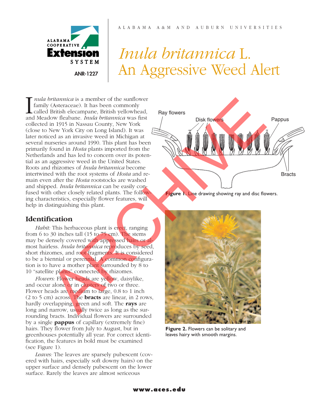 Inula Britannica L. an Aggressive Weed Alert