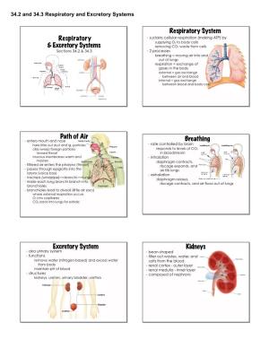 Respiratory & Excretory Systems Respiratory System Path of Air