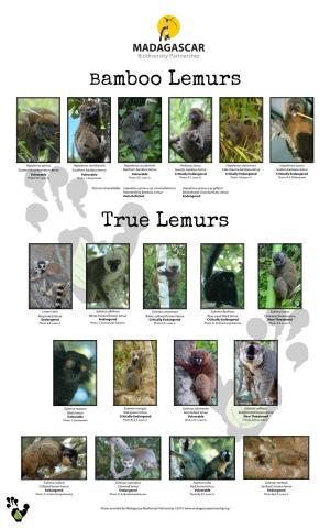 True Lemurs Bamboo Lemurs