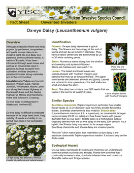 Ox-Eye Daisy (Leucanthemum Vulgare)