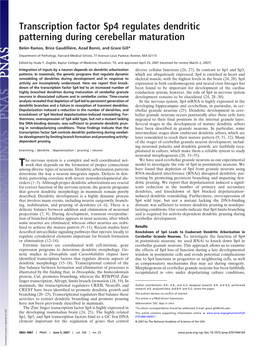 Transcription Factor Sp4 Regulates Dendritic Patterning During Cerebellar Maturation