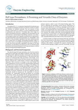 Dyp-Type Peroxidases: a Promising and Versatile Class of Enzymes Marco W