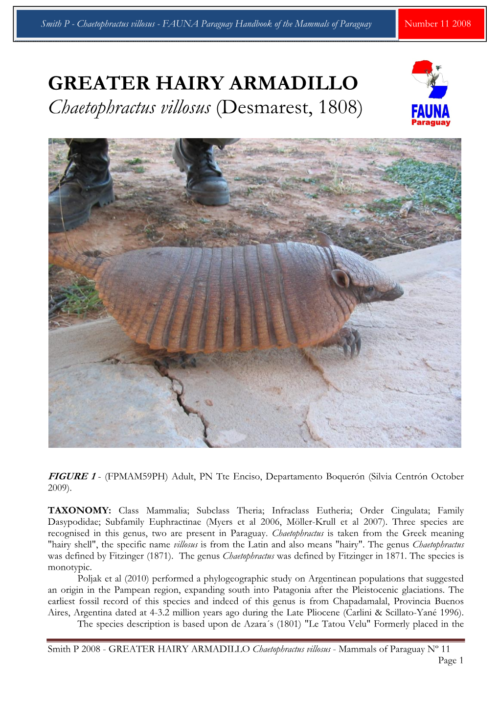 GREATER HAIRY ARMADILLO Chaetophractus Villosus (Desmarest, 1808)