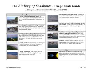 The Biology of Seashores - Image Bank Guide All Images and Text ©2006 Biomedia ASSOCIATES