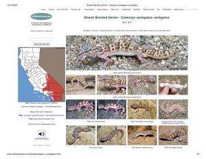 Desert Banded Gecko - Coleonyx Variegatus Variegatus