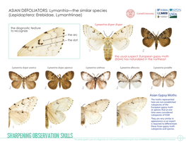 Lymantria—The Similar Species (Lepidoptera: Erebidae, Lymantriinae)