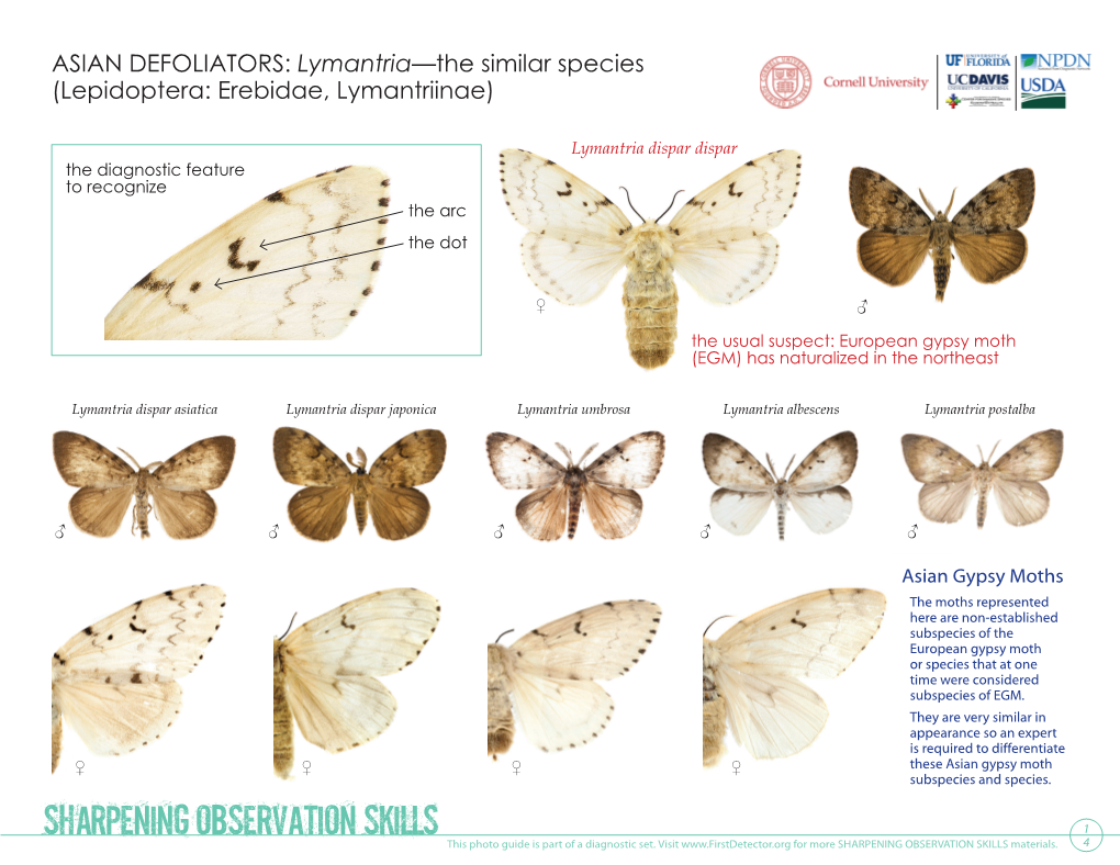 Lymantria—The Similar Species (Lepidoptera: Erebidae, Lymantriinae)