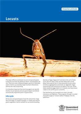 Locustslocusts