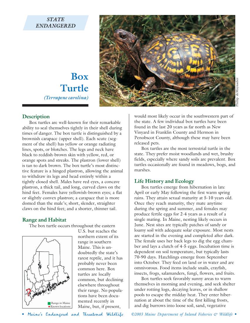 Box Turtle (Terrapene Carolina) Phillip Demaynadier