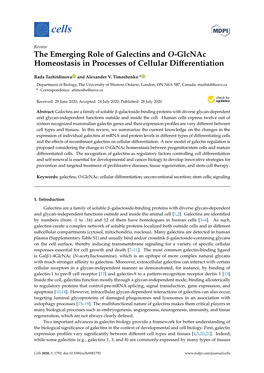 The Emerging Role of Galectins and O-Glcnac Homeostasis in Processes of Cellular Diﬀerentiation