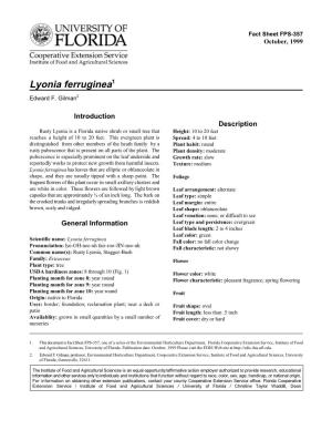 Lyonia Ferruginea1