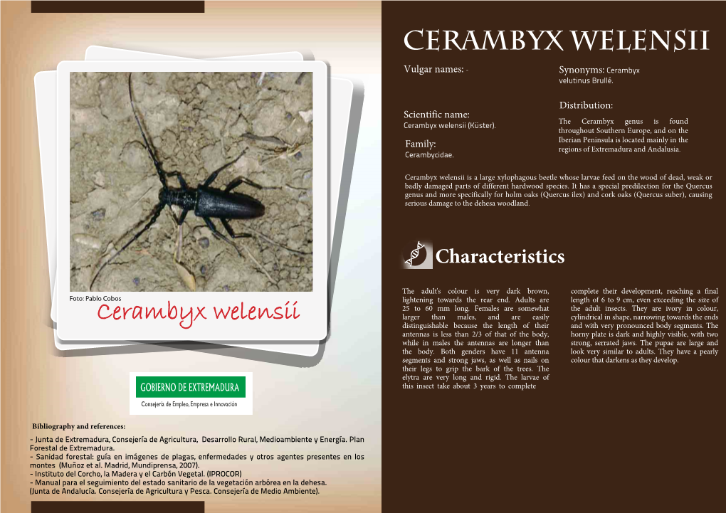 Cerambyx Welensii