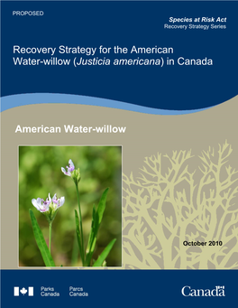 Recovery Strategy for the American Water-Willow (Justicia Americana) in Canada