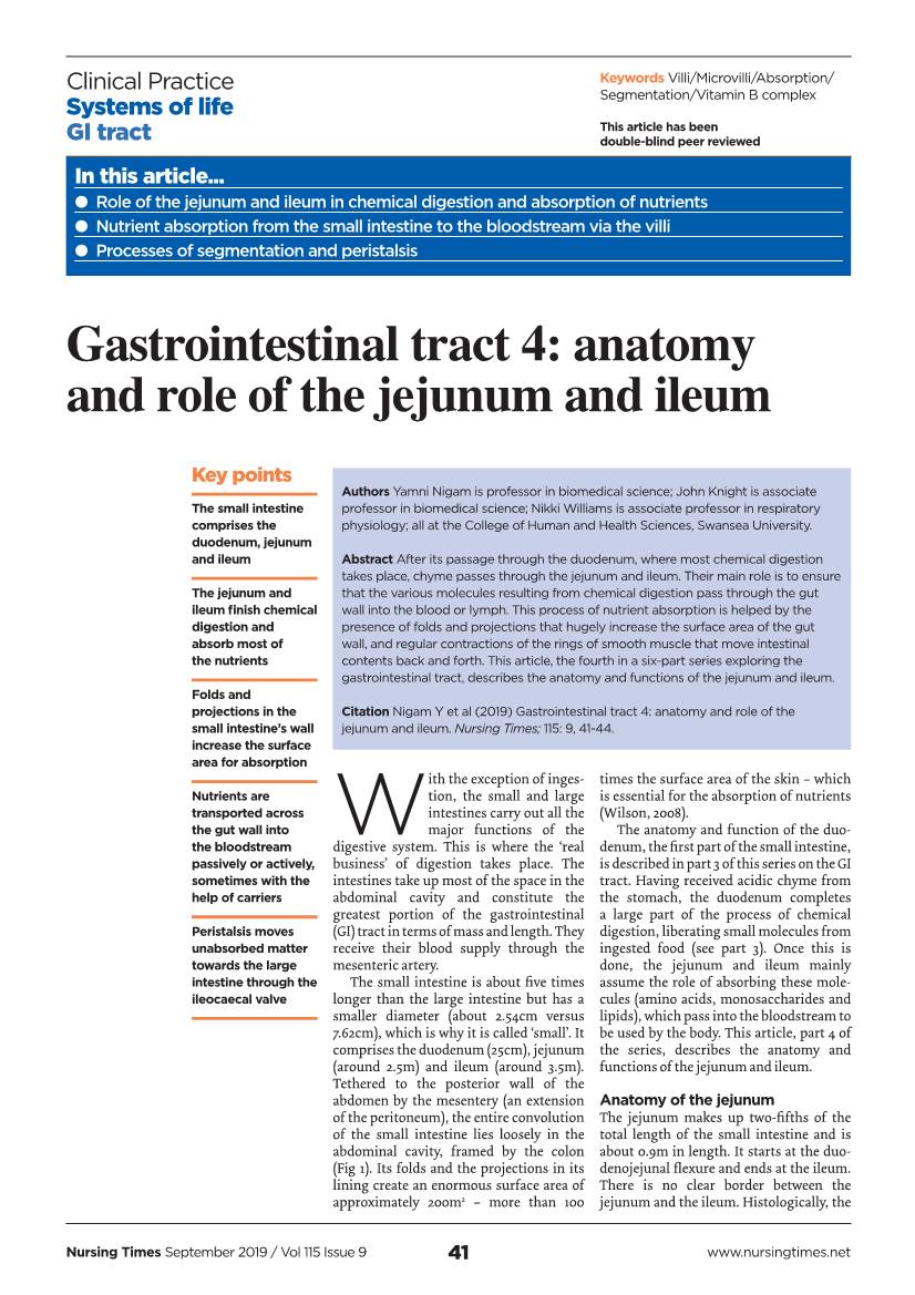 Gastrointestinal Tract 4: Anatomy and Role of the Jejunum and Ileum