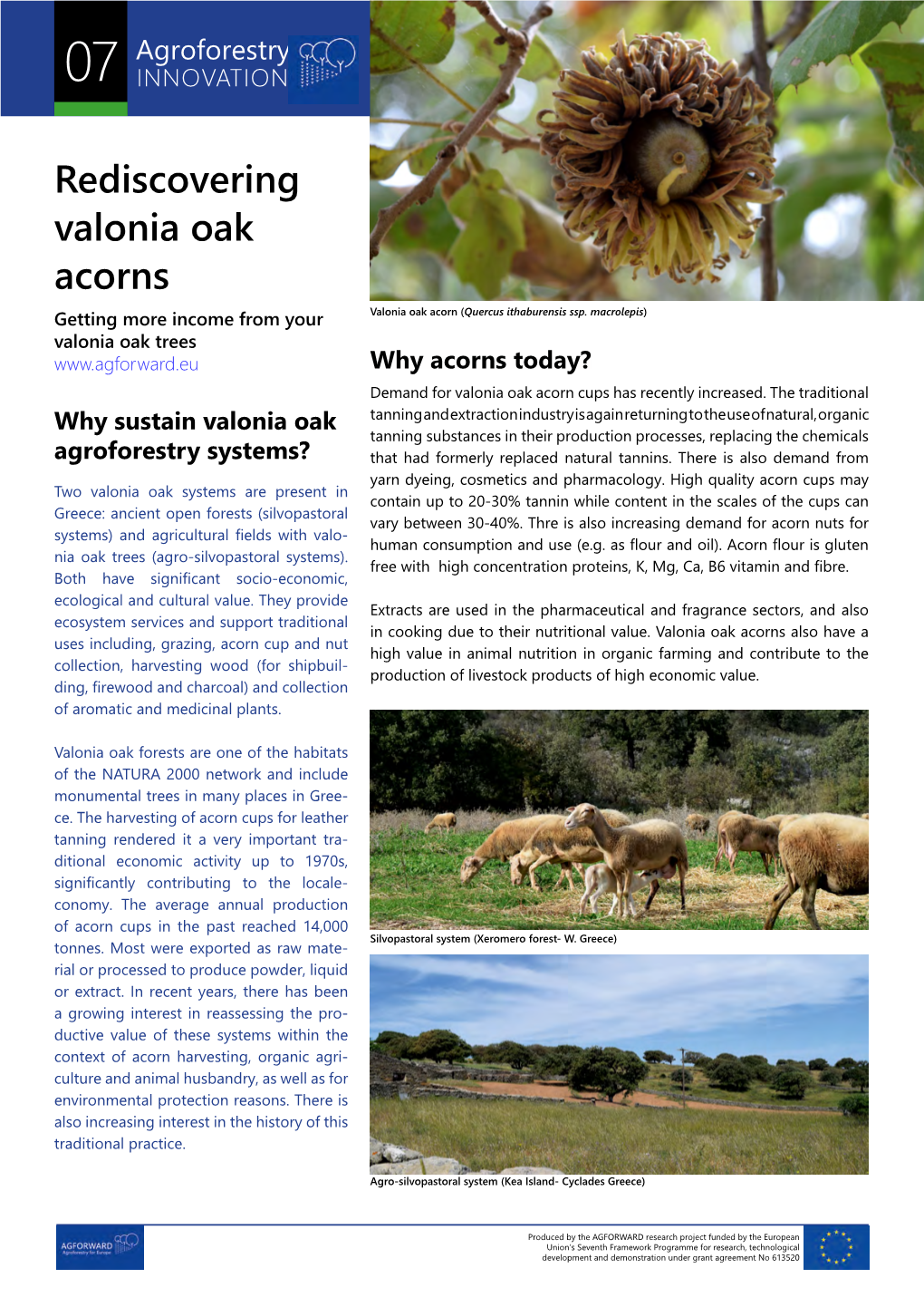 07 Rediscovering Valonia Oak Acorns (532.3 Kib)