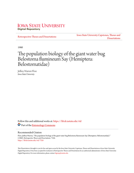 The Population Biology of the Giant Water Bug Belostoma Flumineum As Y (Hemiptera: Belostomatidae) Jeffrey Warren Flosi Iowa State University
