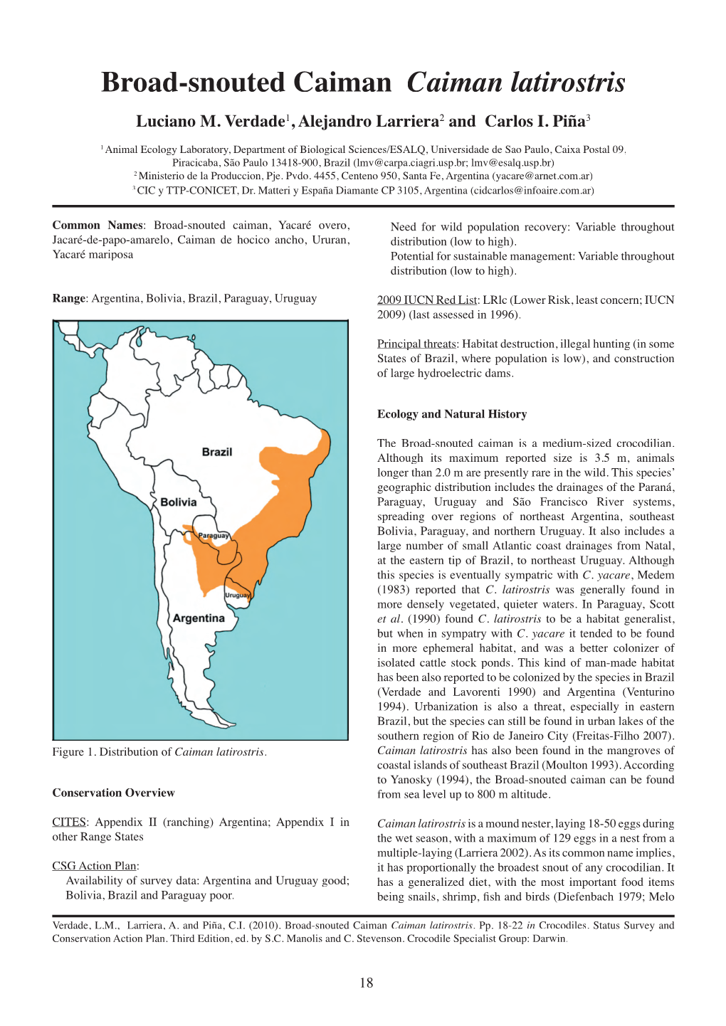 Broad-Snouted Caiman Caiman Latirostris Luciano M